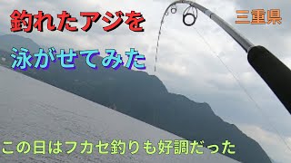 【三重県】初めてアジを泳がせてみたら進化した！フカセ釣りもグレ記録更新🎣ここは4回目。