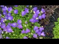 blue u0026 white clips bell flowers campanula carpatica in blooms july 2022