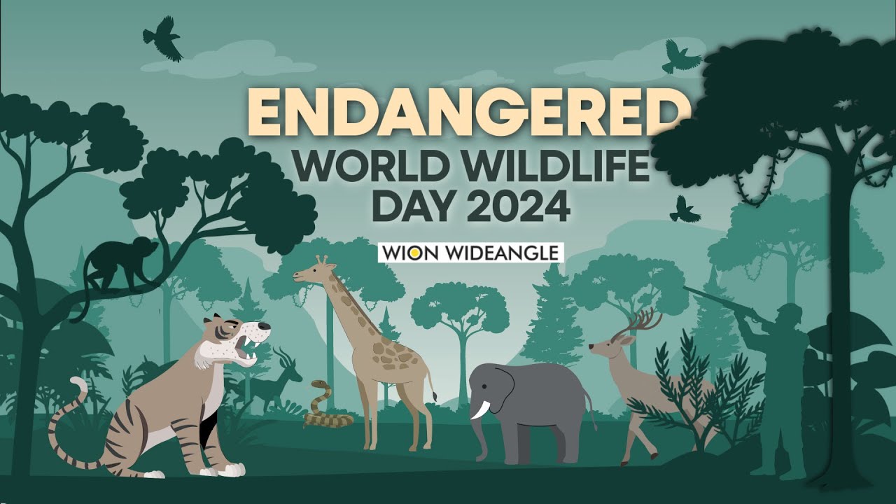 Endangered: World Wildlife Day 2024 | WION WIDEANGLE - YouTube