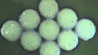 Bubble raft sintering model .m4v