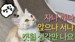 [캣휠 한달 후기] 캣휠 중독 냥반이