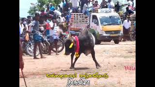 வல்லடிகாரர் மஞ்சுவிரட்டு திருவிழா #jallikattu_official_59  #காளையின்_காதலன்