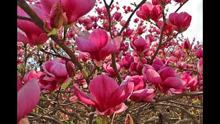 AMAZING Magnolia Flowers