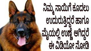 Dog hairfall solution and ticks control, hairshedding \u0026 skin infection in Dogs \u0026 Puppies in Kannada