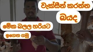 fowl fox වැක්සීන් එක හරියට විදින හැටි. how to vaccination fowl fox. #poultry  #vaccine #animalava