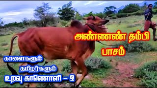 அண்ணண் தம்பி பாசம் .... அண்ணண் தங்கை பாசம் ,.... காளைகள் எல்லாம் எங்கள் உடன் பிறந்த சகோதரர்கள் ...