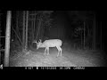 huge buck in rut closeup deer grunt bobcat coyote trail cam maine wildlife trail video