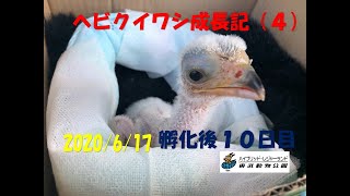 （LIVE） ヘビクイワシ　成長日記　2020/6/17　東武動物公園   Secretary bird　artificial brooding