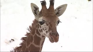 旭山動物園で20年ぶりに誕生のキリン　「永友(えいと)」と命名 (18/12/23 18:00)