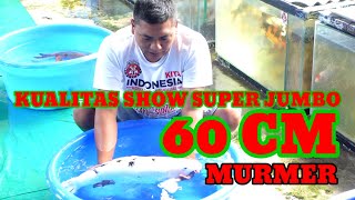 KUALITAS SHOW 60 cm‼️IKUT DI REVIEW DI BAKJEJER ‼️PAKET KOI MURMER ‼️BOJAS NISHIKIGOI‼️