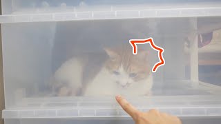 ペットショップを体験する猫！