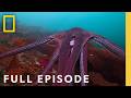 Masterminds: Secrets of the Octopus (Full Episode) | National Geographic