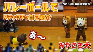 【みやざき犬】ワチャワチャバレーボール自己紹介：魔球！？ (201808宮崎県宮崎市)