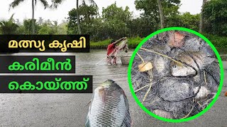 കരിമീൻ കൊയ്ത്ത്  | മത്സ്യ കൃഷി വിളവെടുപ്പ് | Pearl spot fish harvesting | Village Fishing | #WithMe