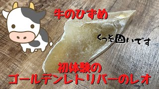 くっそ硬いおやつ　牛のひずめ初体験のゴールデンレトリバーのれおくん　必死にかじるレオが可愛いです