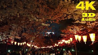 TOKYO.| 上野公園 桜.| Ueno Park SAKURA 2018. [ 4K. Binaural Audio]