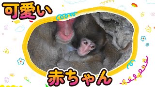 【赤ちゃん・ニホンザル】赤ちゃんとお母さん