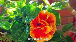 Lucky【萊奇小調】綠意小陽台聽見花開逸趣多2025