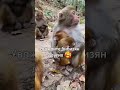 уважайте бибизян других🥰 манки bibimonkey обезьяна пон monkeyking бибизяна monkeybaby