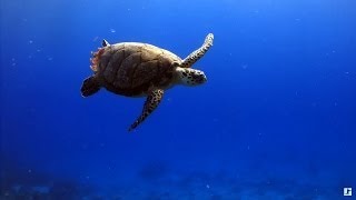 Underwater Marine Life: Sea Turtles, Coral Reef Fish, Ocean Fish &amp; Relax Music (1080p