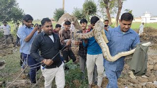 सौ साल पुराना अजगर मिला, साॅंसो के जरिए खींच लेता है इंसान को///स्नेकमैन सतीश(फफड़ाना)-9255130130