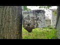 watch a swarm move into a trap start to finish