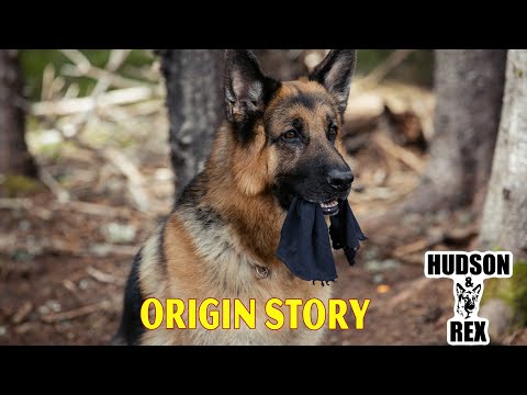 Hudson and Rex Season 2024 – Origin Story – Best American Police And Crime Movies