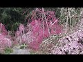 大草山昇竜しだれ梅園（浜名湖）