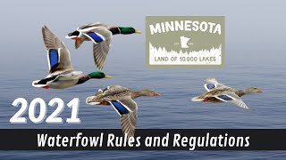 Minnesota Waterfowl Hunting Regulations (Many Changes)