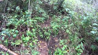 Technical Hiking - Kamananui Valley from Moanalua Trailhead (3)