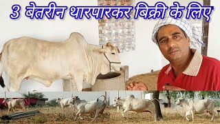 100% शुद्ध थारपारकर गाय बिक्री के लिए #3 Tharparkar cow for Sale