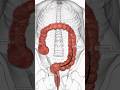 Colonoscopy - Who has ever experienced this? #anatomy #health #3danimation