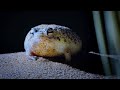 Tiny Frog Faces Night Full Of Terrors | Eden: Untamed Planet | BBC Earth