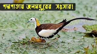 জলময়ুরের জীবন কাহিনী  | Bird story - 115 | The life story of Pheasant tailed jacana Bird | মায়াজাল