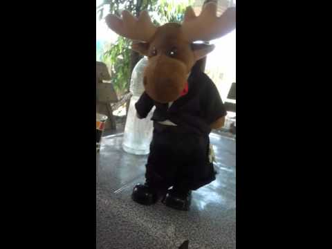 Moose Singing Dancing Youtube