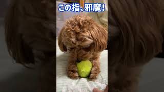 ボールを大事にしすぎる犬【MIX犬(トイプードル×ペキニーズ)】#shorts