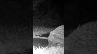 Chilled Hedgehog in our garden.