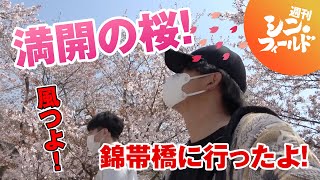 錦帯橋の桜をみなさんにお見せします！