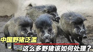 野猪在中国泛滥成灾，不断上演人猪大战！这么多野猪该如何处理？【动物神马说】