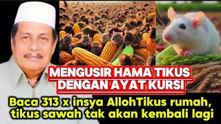 MENGUSIR HAMA TIKUS DENGAN AYAT KURSI OLEH KH ABDUL GHOFUR