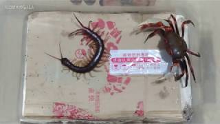 Centipede　VS　Crab　オオムカデVSカニ　南海溪蟹VS越南巨人蜈蚣