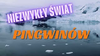 🌍🐧 Niezwykły świat pingwinów – poznaj fascynujące ciekawostki! 🐧🌍