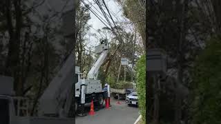 助けて！伐採くん千葉・神奈川・埼玉・静岡・栃木・群馬 伐採施工事例(高木の伐採工事)