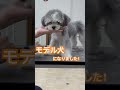 モデル犬になったマルチワのトリミング！ マルチワ ♯子犬♯トリミング