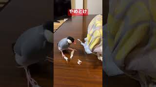 ティッシュ遊びがどうにもとまらない文鳥 #shorts #文鳥 #山本リンダ