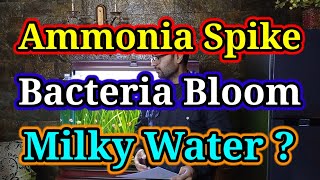 Ammonia Spike / Bacteria Bloom \u0026 Milky Water - Cloudy Aquarium Water #aquarium #fish @AJAquarium