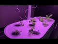 quick update on the 10 site leinnus hydroponic system growing bok choy timelapse