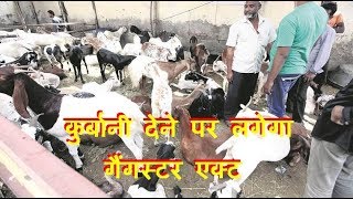 कुर्बानी देने पर लगेगा गैंगस्टर एक्ट  |Gangster act will take care of those who sacrifice cattle