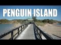 Penguin Island - Western Australia