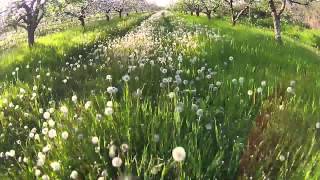 Flying through dandelions